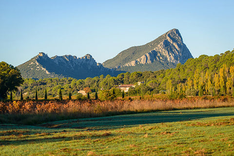 Château La Roque : Découvrez les Trésors du Pic Saint Loup