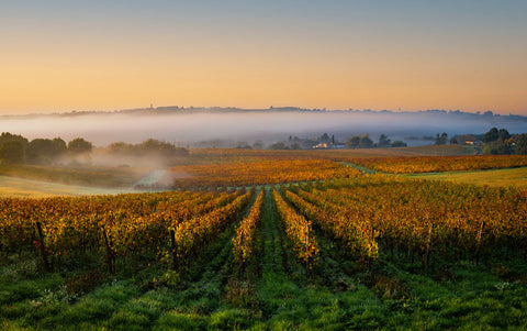 Le cycle de la vigne