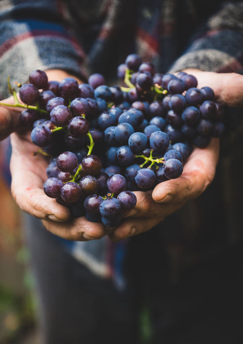 Les Vendanges